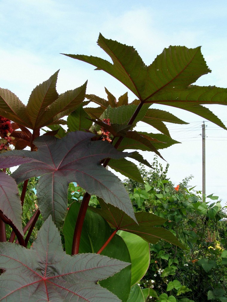 Клещевина рубиновое Созвездие