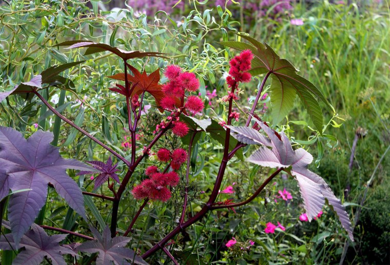 Клещевина обыкновенная по берегу искусственного водоема