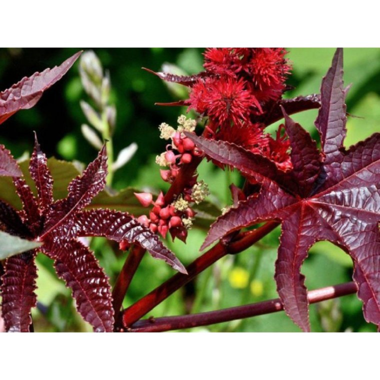 Семена клещевины занзибарская