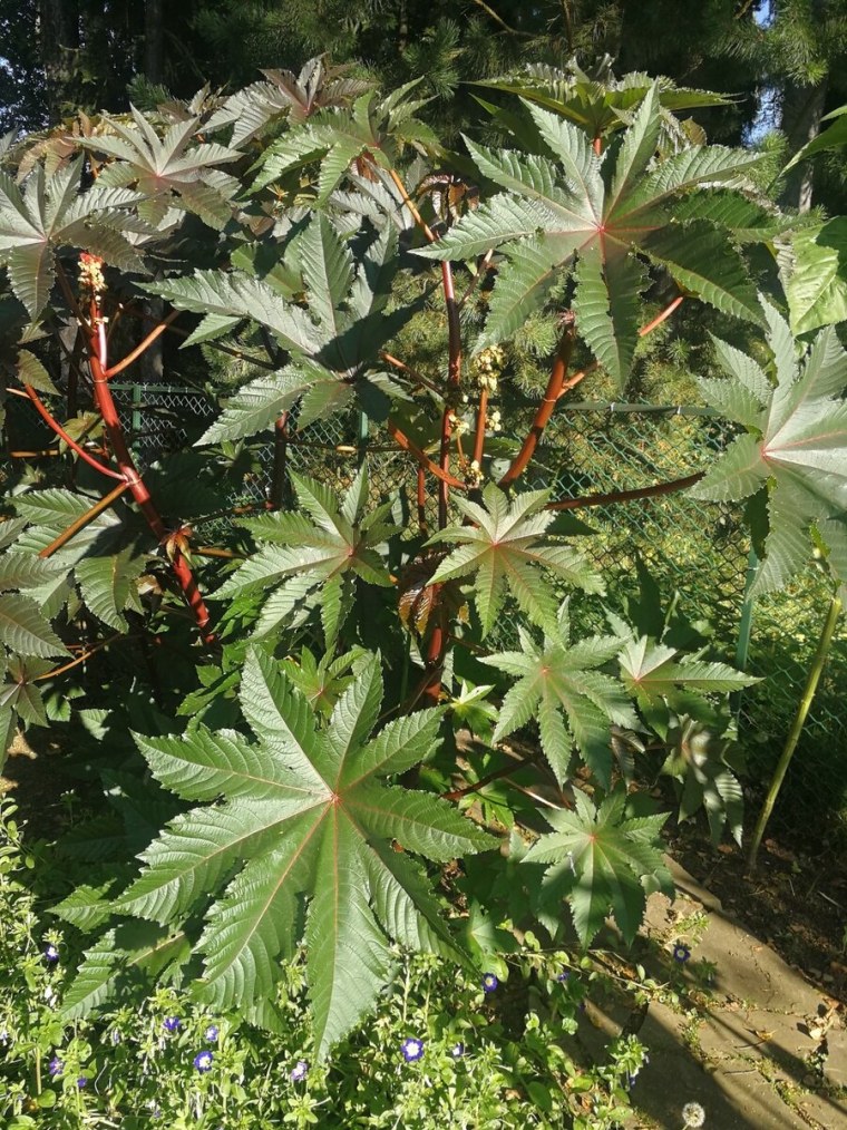 Клещевина обыкновенная Занзибар Грин