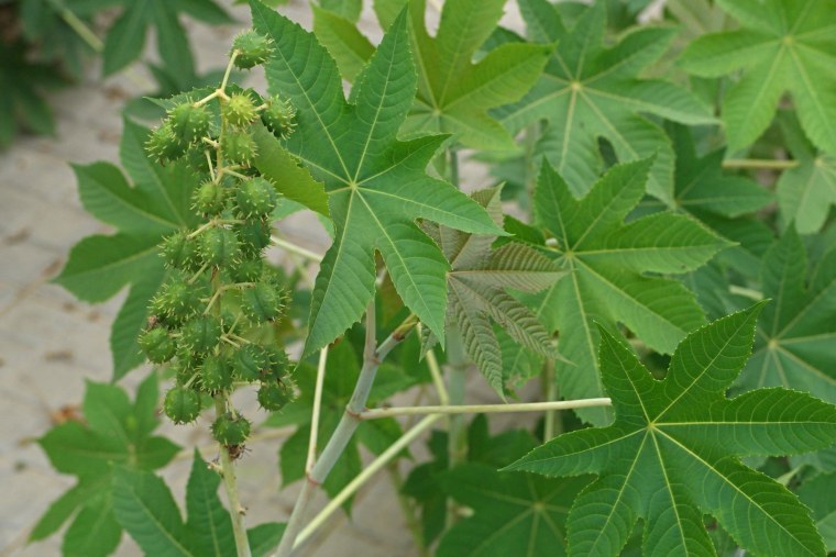 Клещевина Занзибар Грин