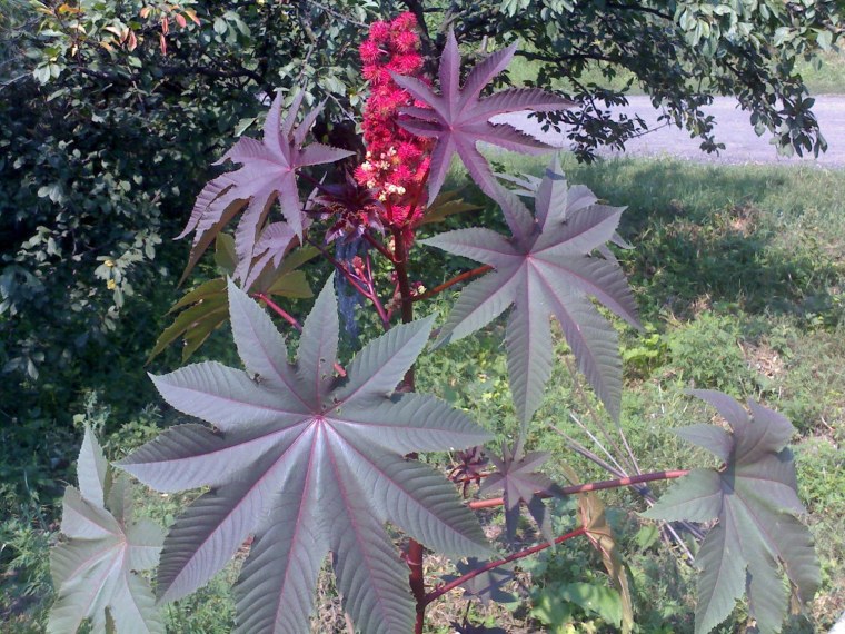 Клещевина занзибарская