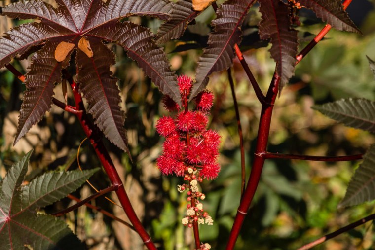 Клещевина обыкновенная (Ricinus communis)