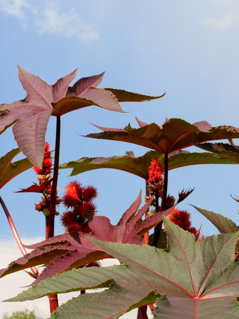 Клещевина обыкновенная (Ricinus communis)