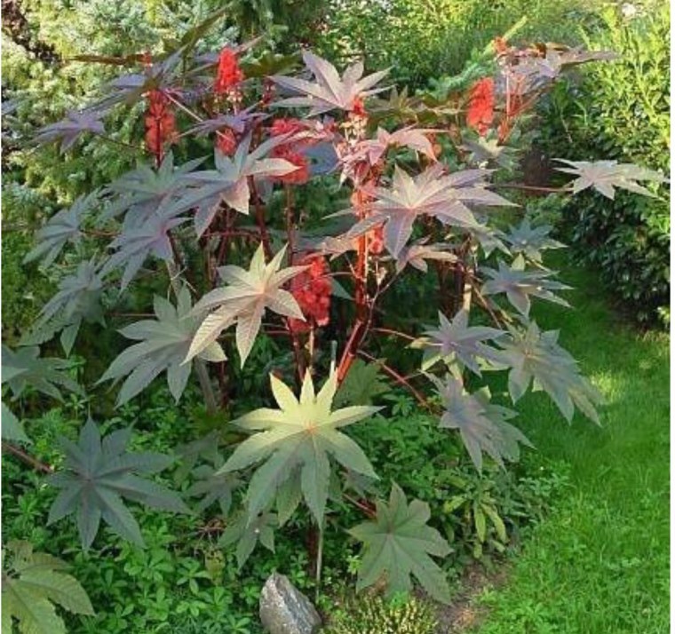 Клещевина пальмовая ветвь