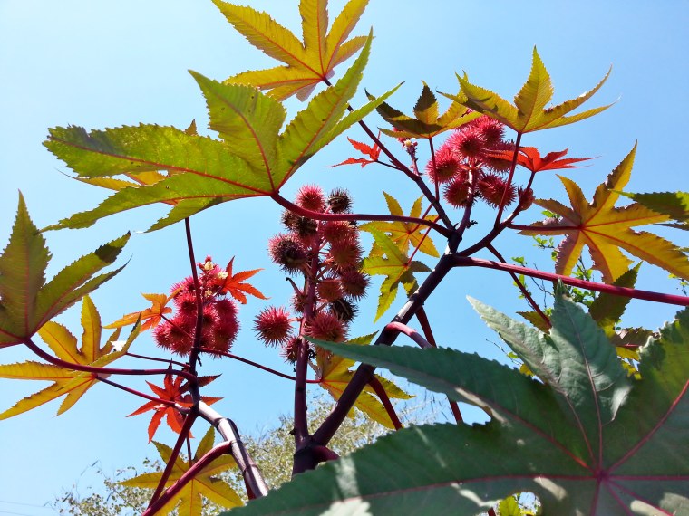 Клещевина бронзовая Пальма