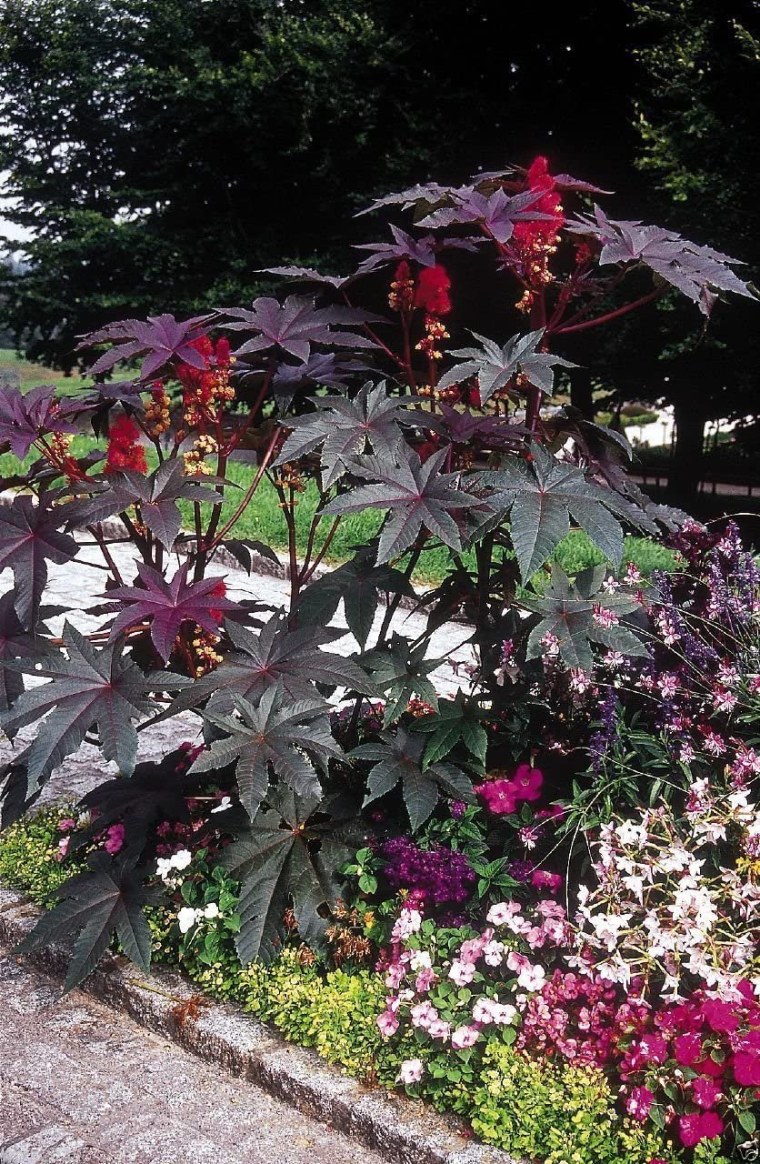 Клещевина (Ricinus communis) Impala