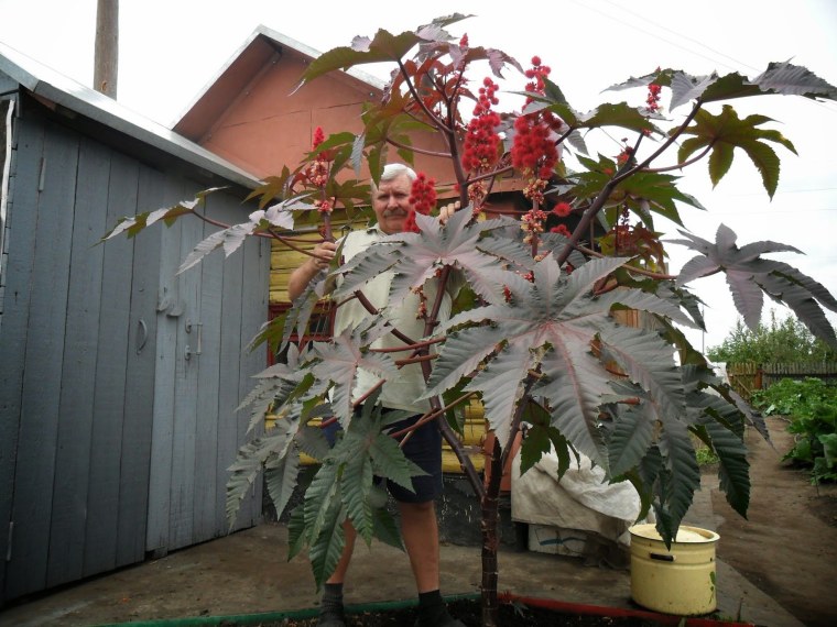 Клещевина Импала бронзовая