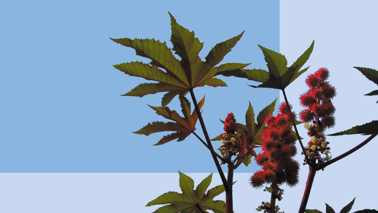 Клещевина Кленовая