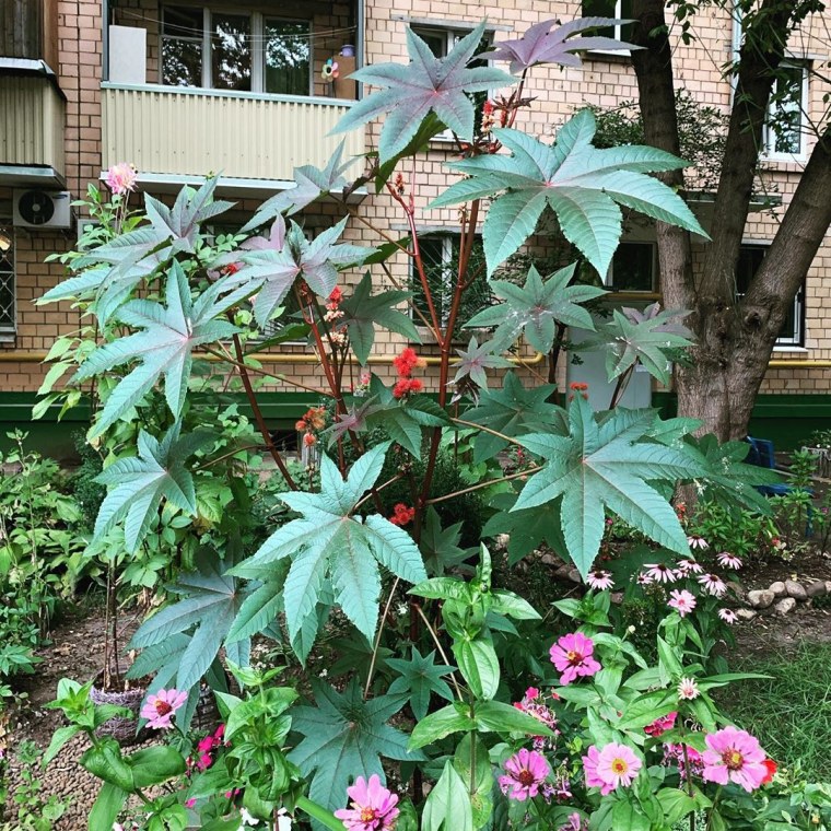 Клещевина Импала бронзовая