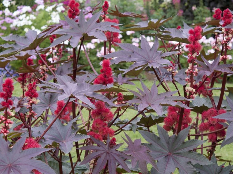 Клещевина Ricinus communis