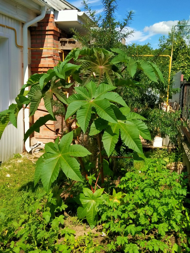 Клещевина занзибарская