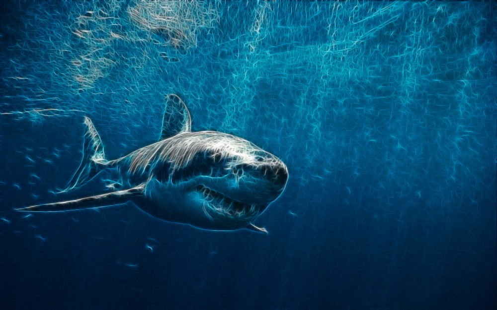 Заставка на рабочий стол акула