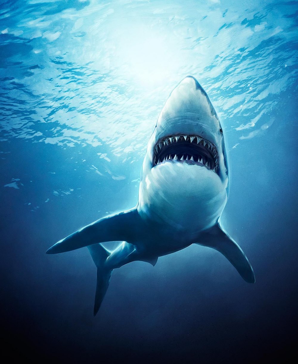 Акула под водой