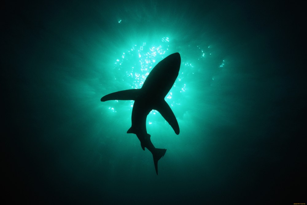 Акула на глубине