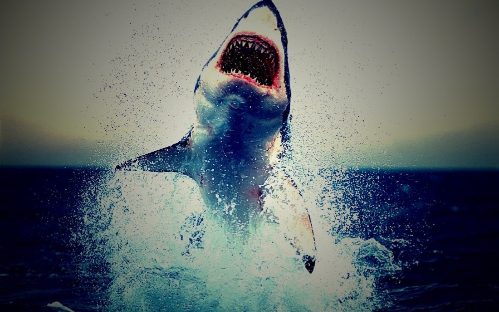 Красное море акулы МЕГАЛОДОН