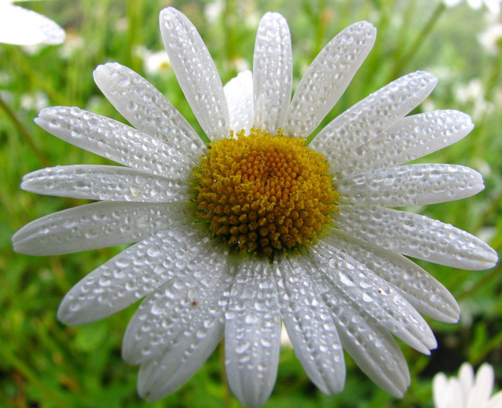 Ромашки и небо