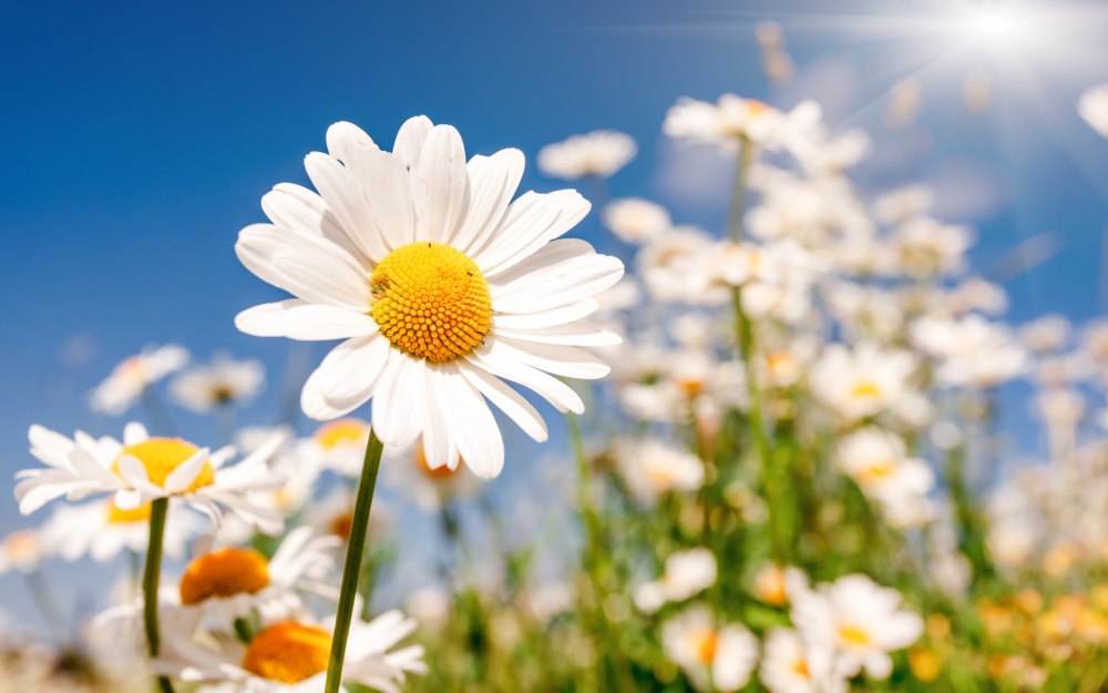 Красивые ромашки