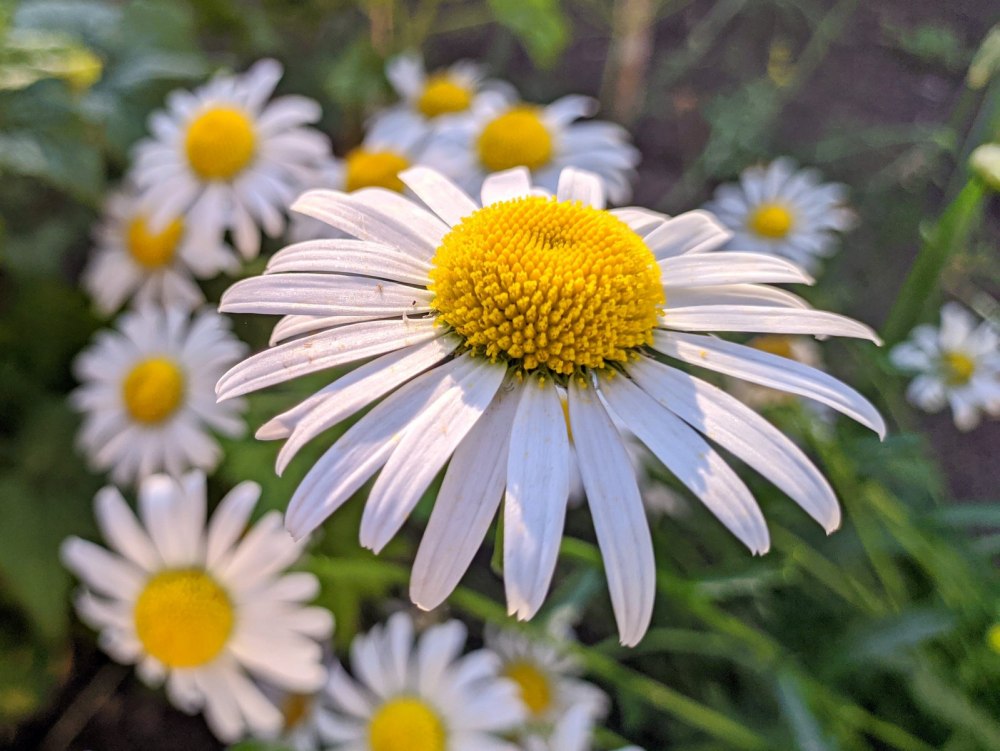 Ромашки сердечком на траве