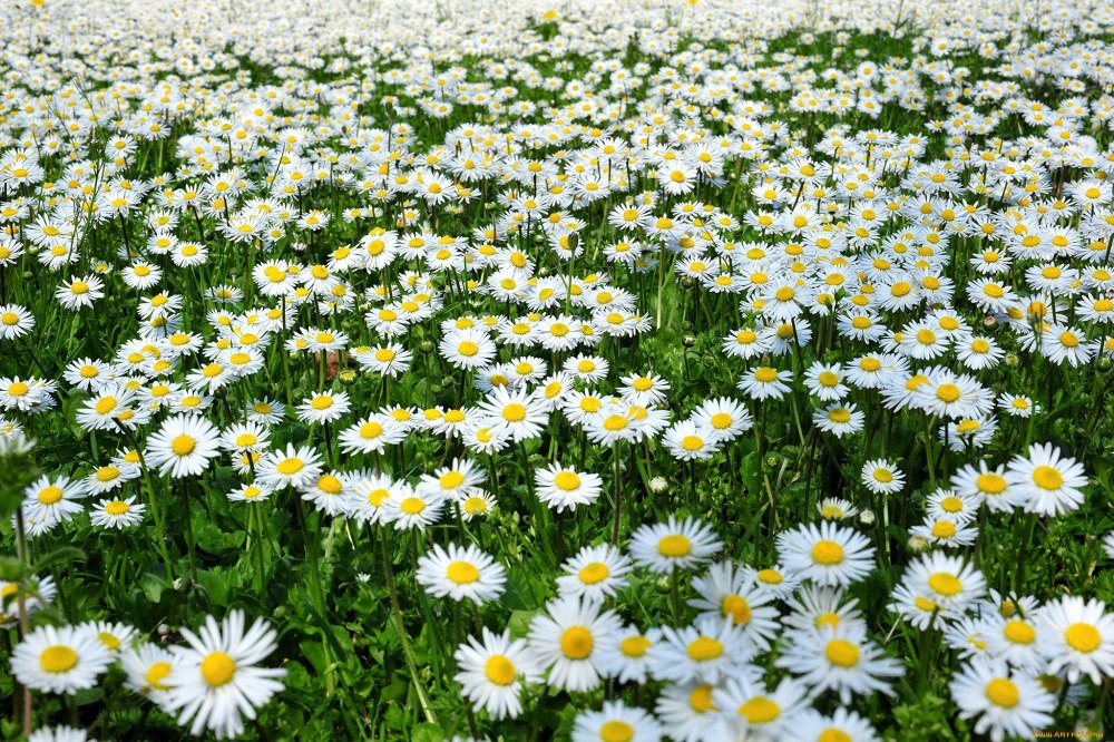 Ромашка аптечная