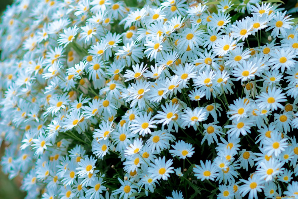 Красивые ромашки