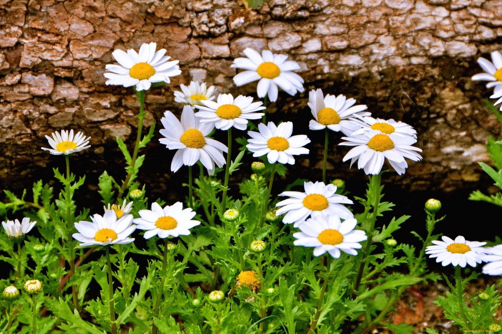 Ромашка цветы