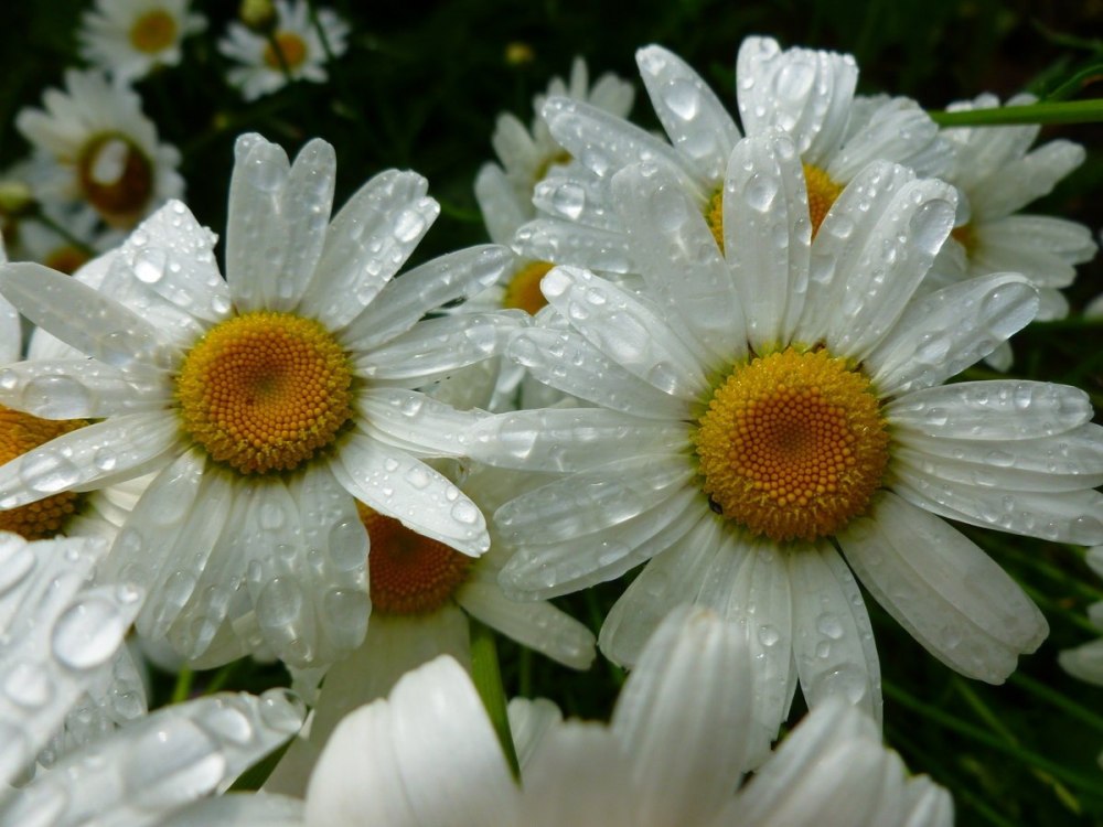 Крупные ромашки