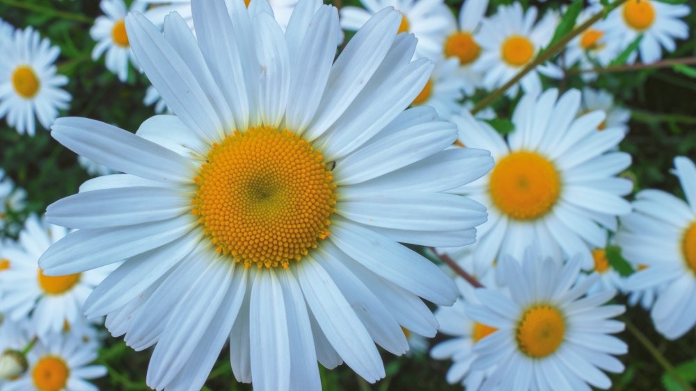 Красивые ромашки