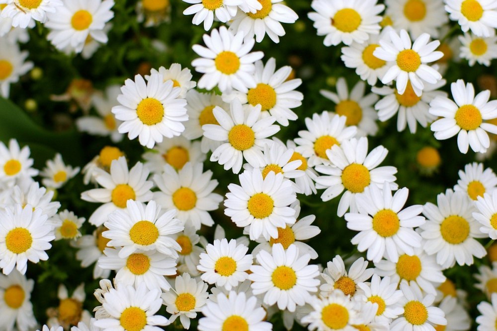 Цветок Дейзи