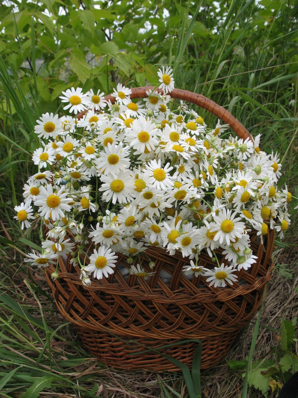 Живые ромашки