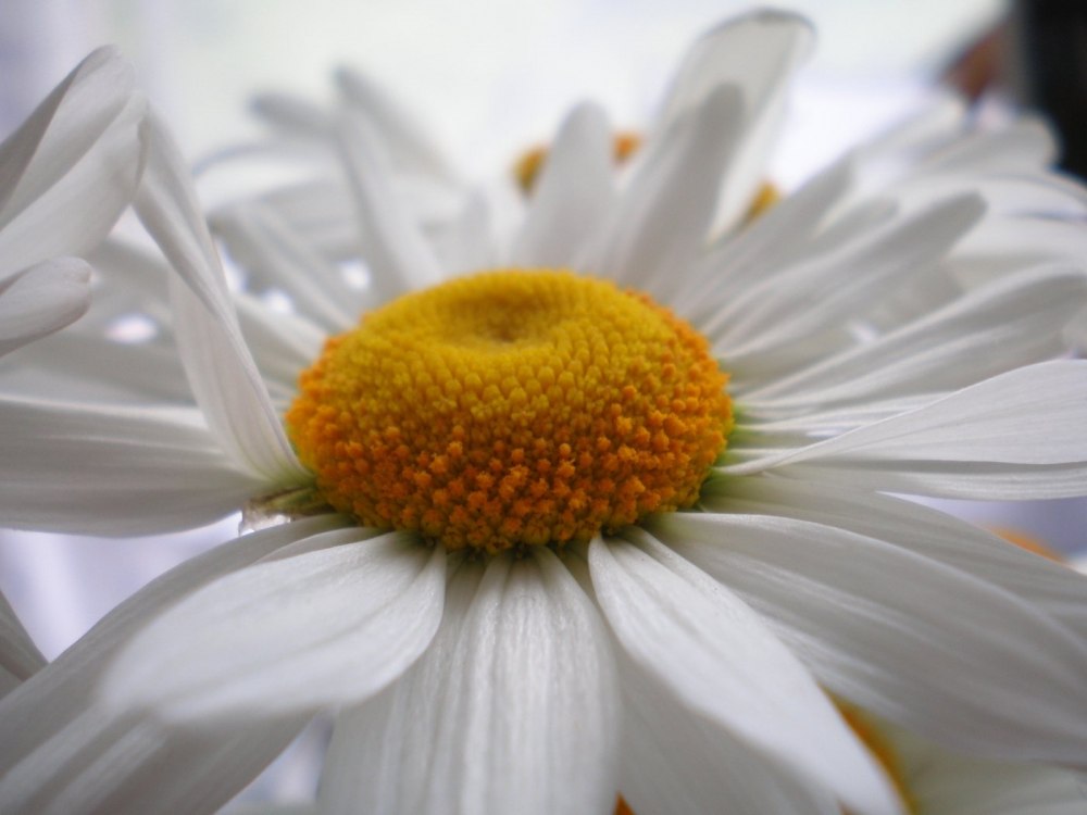 Обои на рабочий стол ромашки