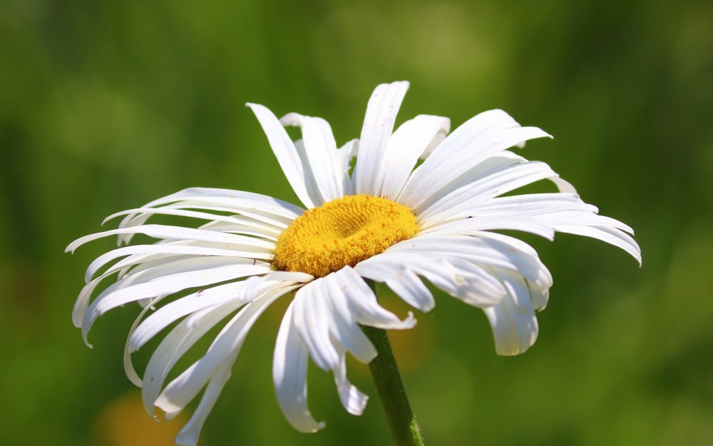 Ромашка аптечная букет