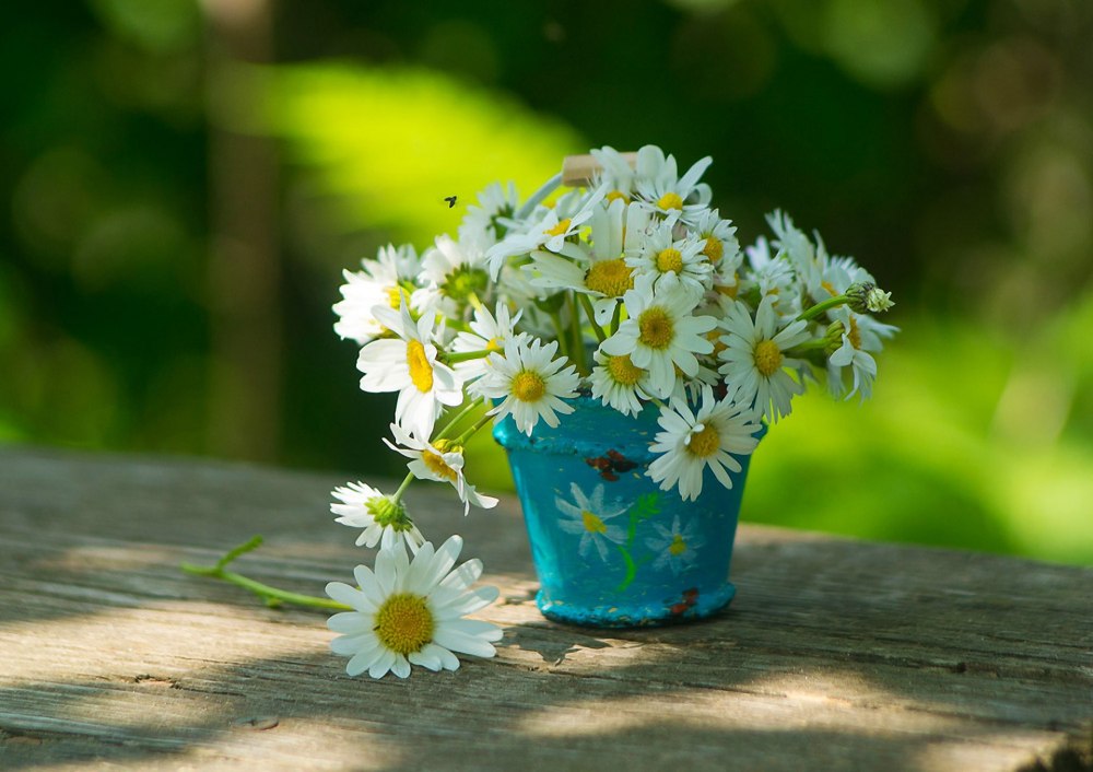 Венчик ромашки аптечной