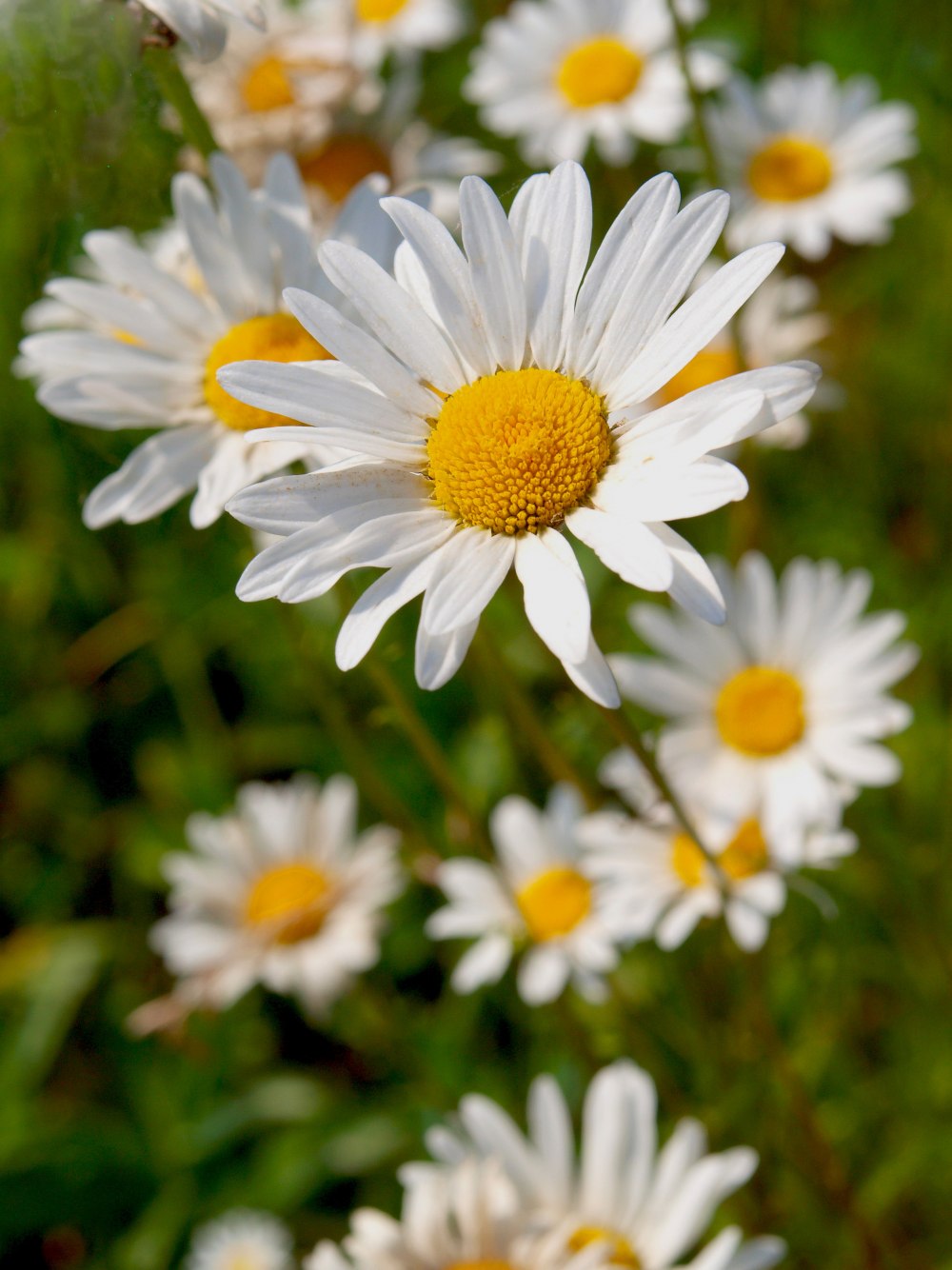 Ромашка аптечная (Matricaria Chamomilla)