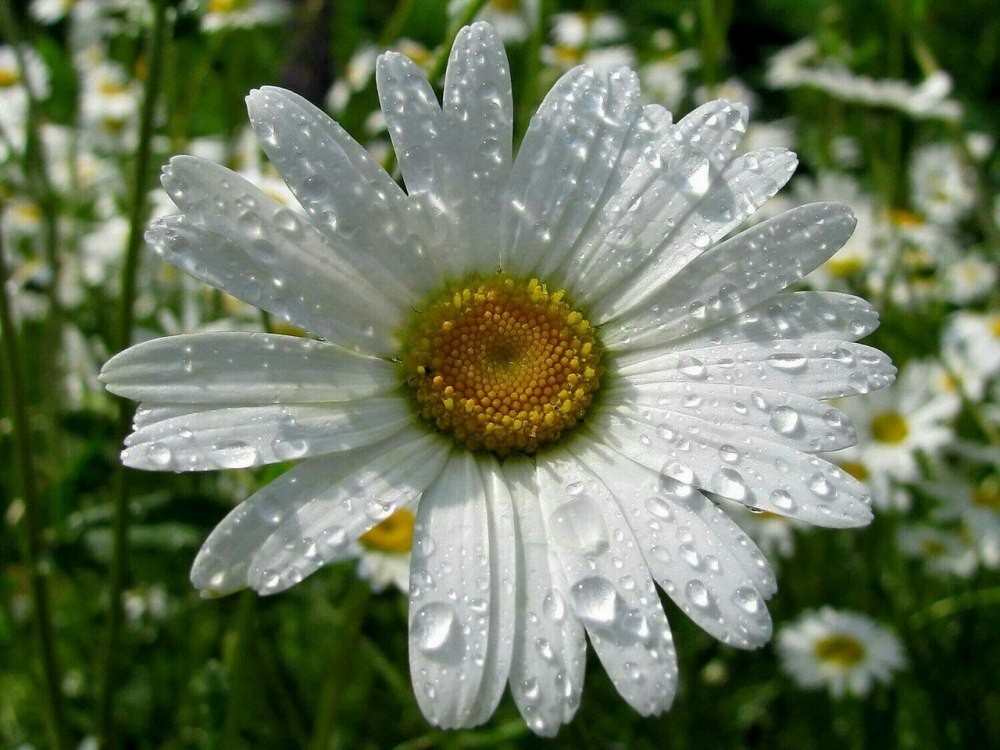 Ромашки Дейзи Флауэр