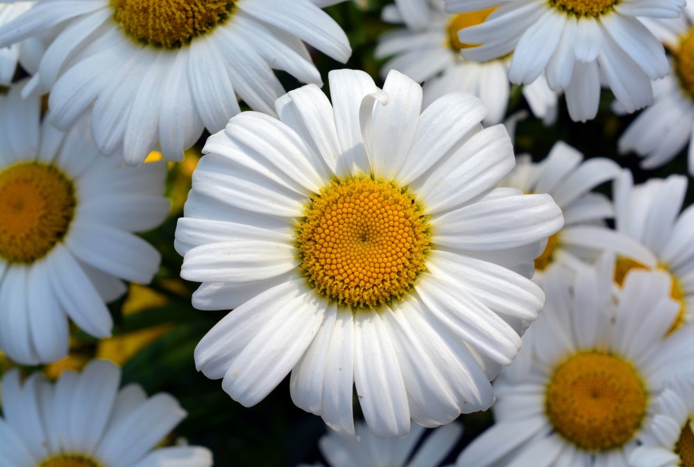 Ромашка цветы