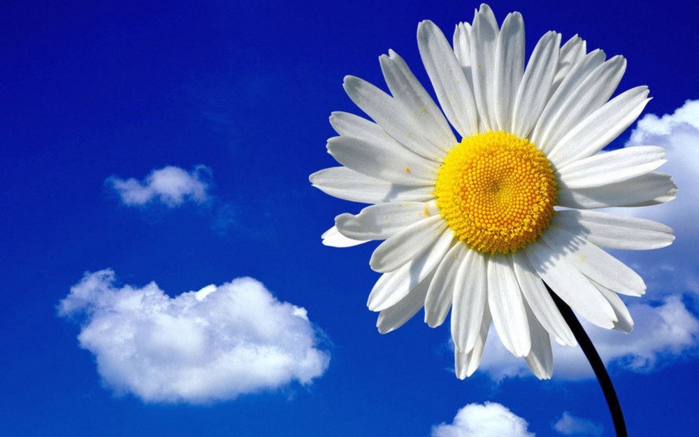 Летние цветы