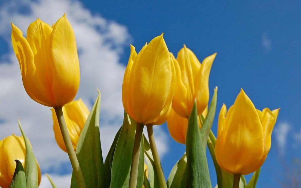 Цветы желтые тюльпаны