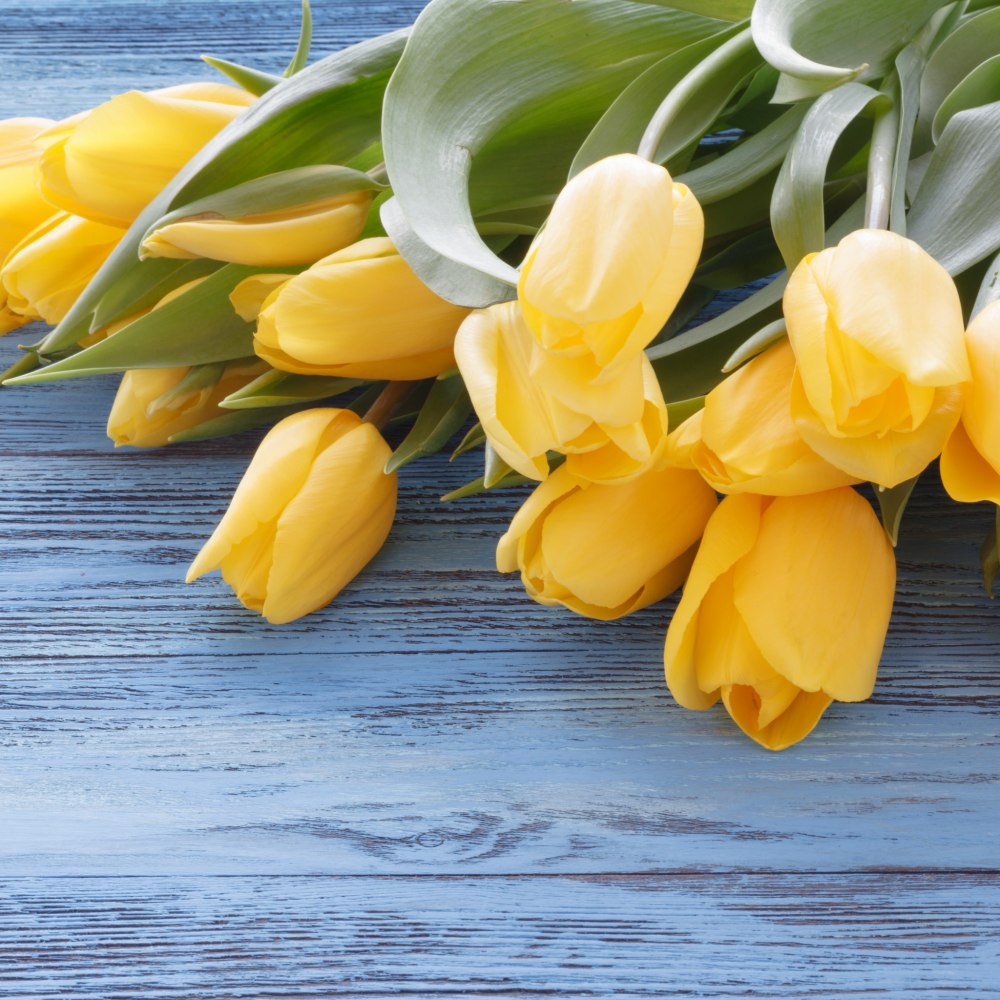 Тюльпан Miller time