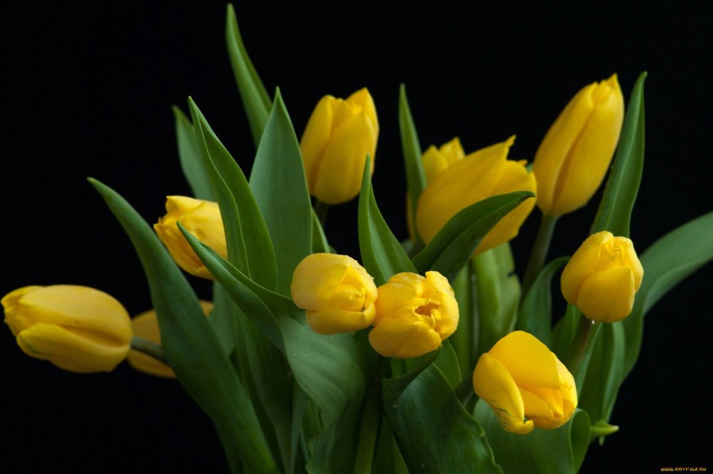 Желтые тюльпаны на голубом