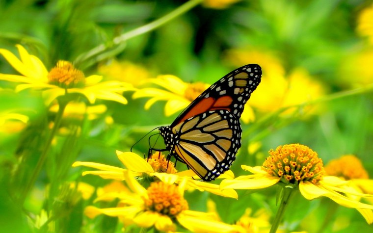 Лето цветы бабочки