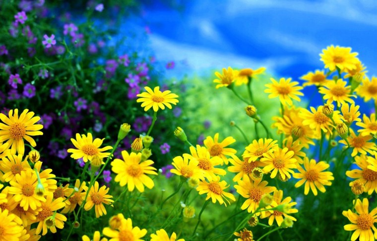 Яркие полевые цветы