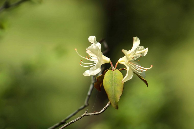 Орелия цветок