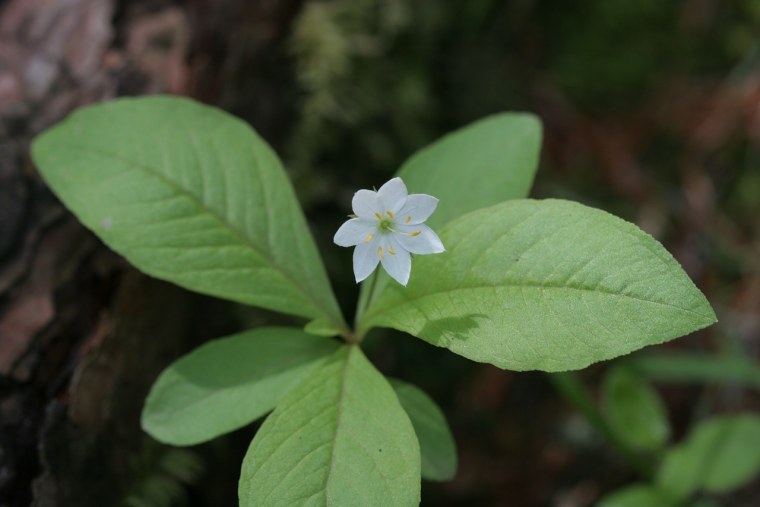 Растения Абхазии с красным соцветием