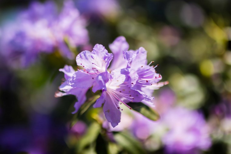 Шестичленный цветок на дереве