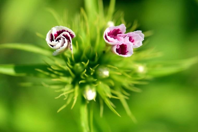 Цветок с иголками