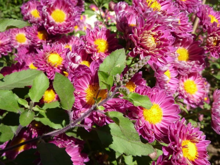 Мальва Луговая цветок