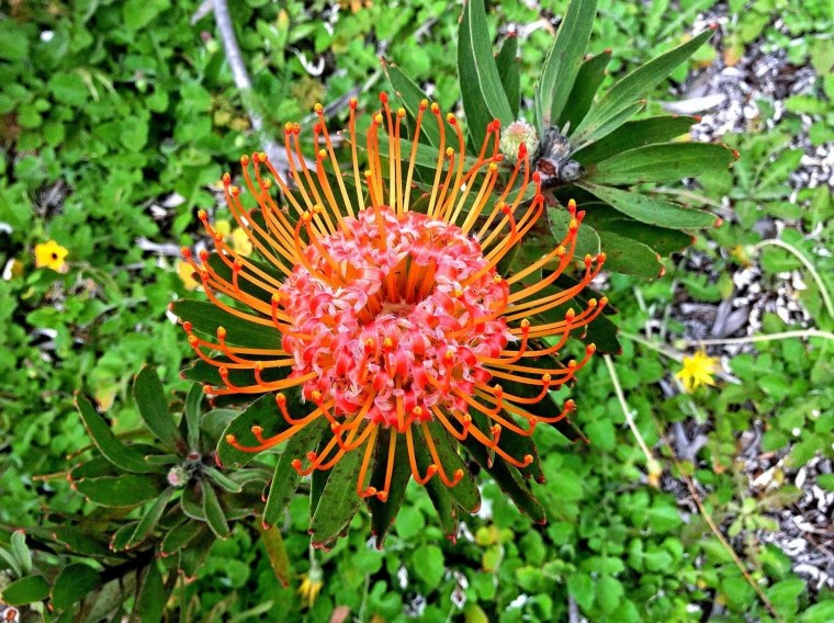 Кружка Жасмин