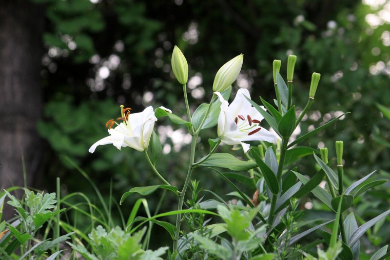 Тычинки лотоса