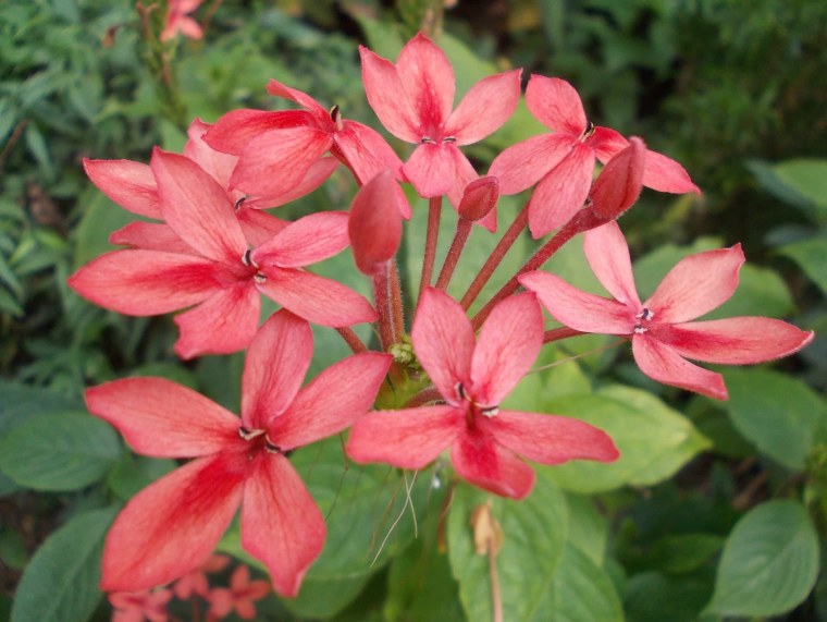 Лесные цветы